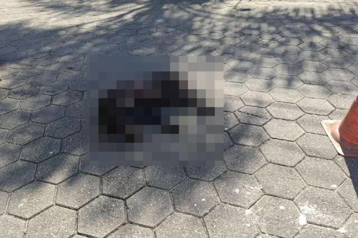 Polícia investiga caso de cachorro que morreu ao ser arrastado por mais de 1 km após atropelamento em Caraguatatuba, SP