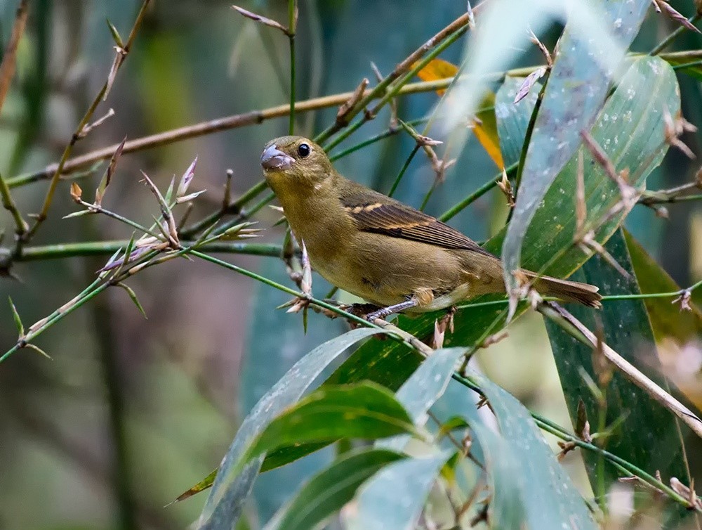 Fazenda cuida de aves feridas ou apreendidas em operações policiais; veja como cadastrar propriedades no 'Projeto Asas' 