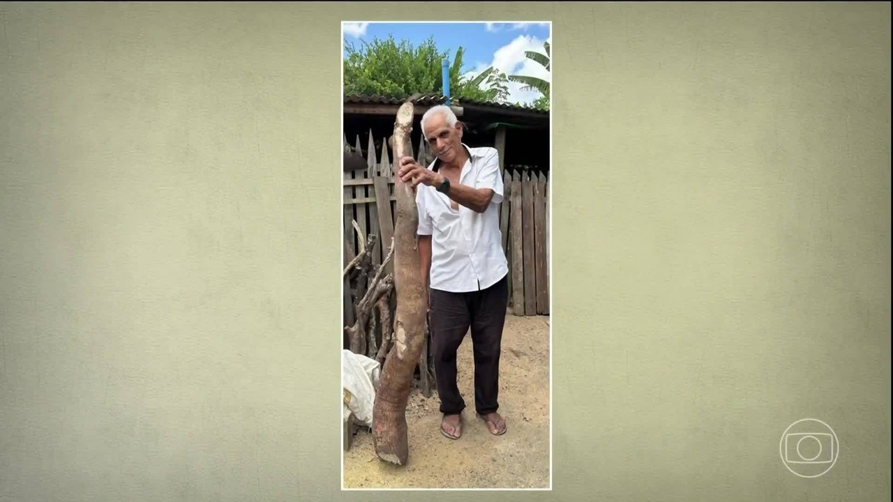 Agricultores colhem mandiocas gigantes pelo Brasil; entenda por que isso acontece