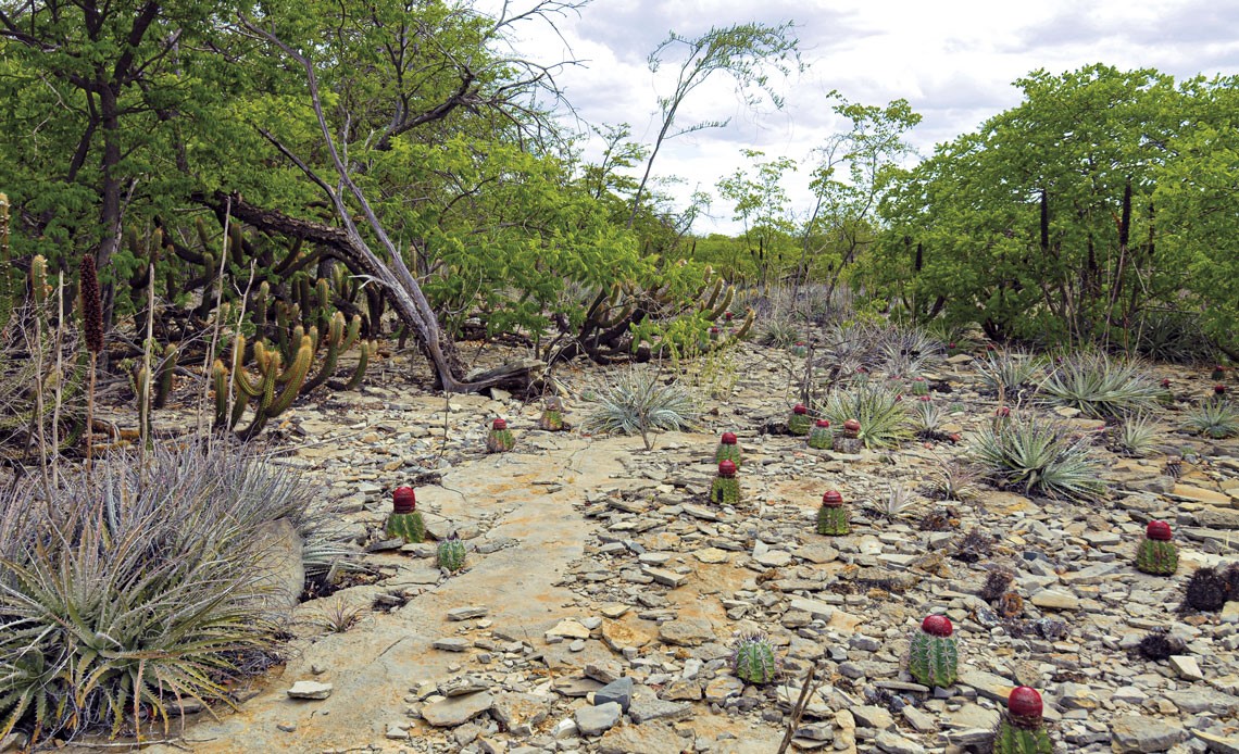 Pesquisadores propõem reclassificação da Caatinga