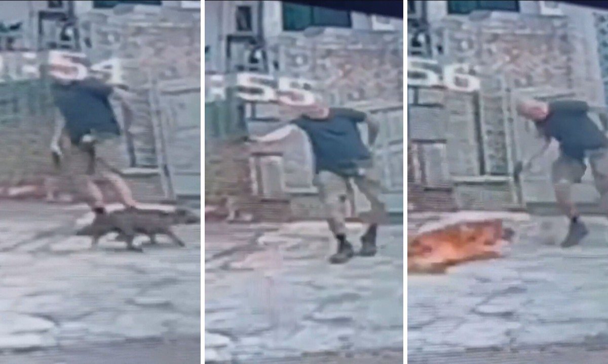 VÍDEO: cachorro é morto a tiros após se aproximar de homem que passeava com outro cão na Tijuca