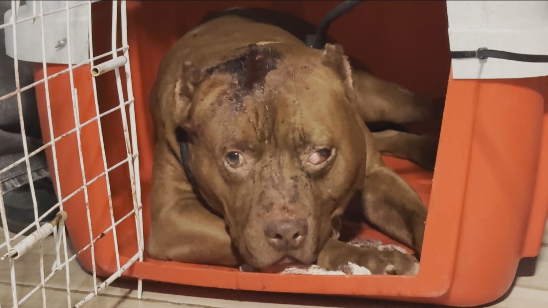 Criança de 3 anos morre após ataque de pitbull em Cosmos; em outro caso, menino é atacado por cão em São Gonçalo