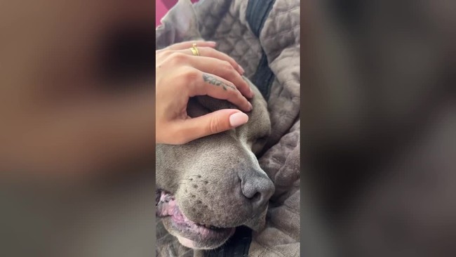 Cão de influenciadora morre após ser picado por cobra-coral em Florianópolis