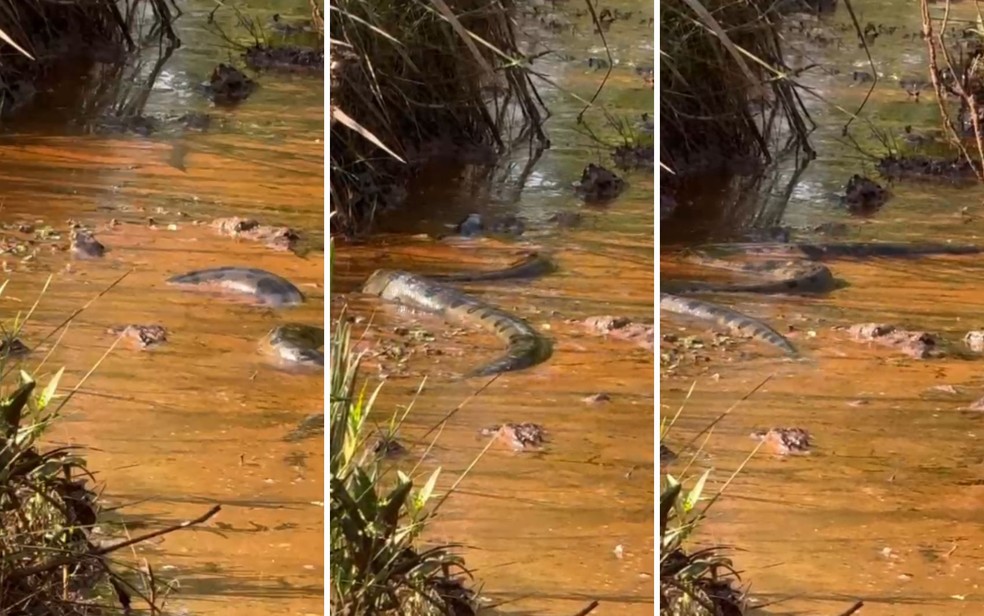 Serpente mais robusta do mundo e a maior das Américas: conheça sucuri que surpreendeu grupo de turistas em rio de Goiás
