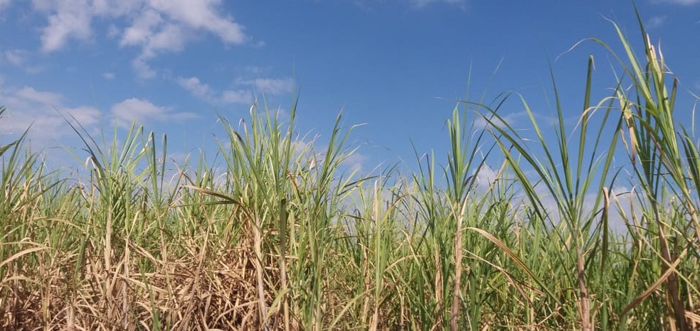 Safra de cana-de-açúcar pode perder produtividade onda de calor e falta de chuvas se prolongarem, afirma o vice-presidente da Coplacana de Piracicaba — Foto: Claudia Assencio/g1