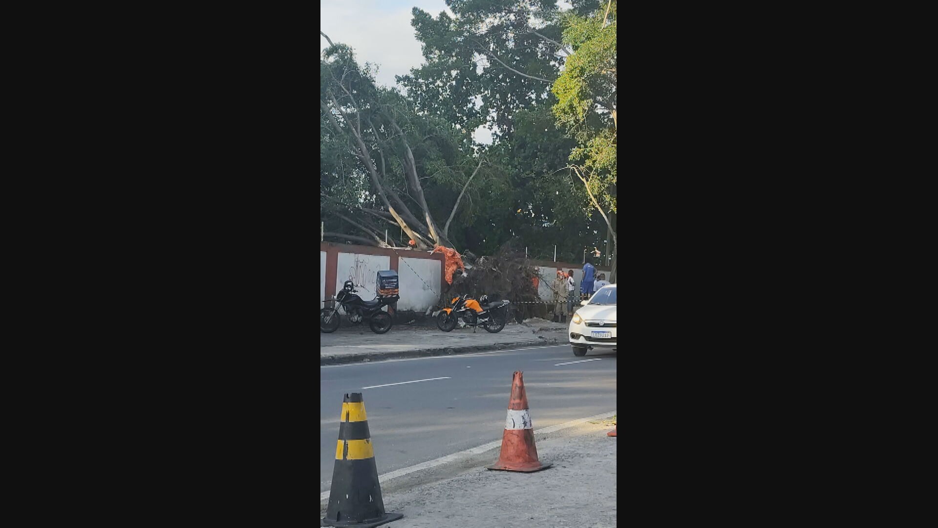 ÁRVORE CAI E MATA adolescente na taquara, zona oeste do rio