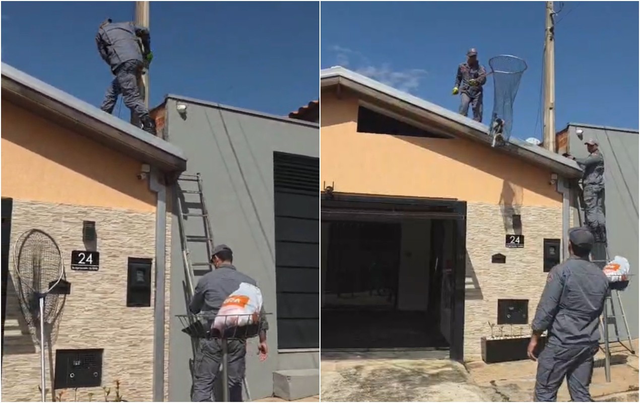 VÍDEO: resgate de gata ferida em telhado mobiliza bombeiros e ONG em Itapetininga