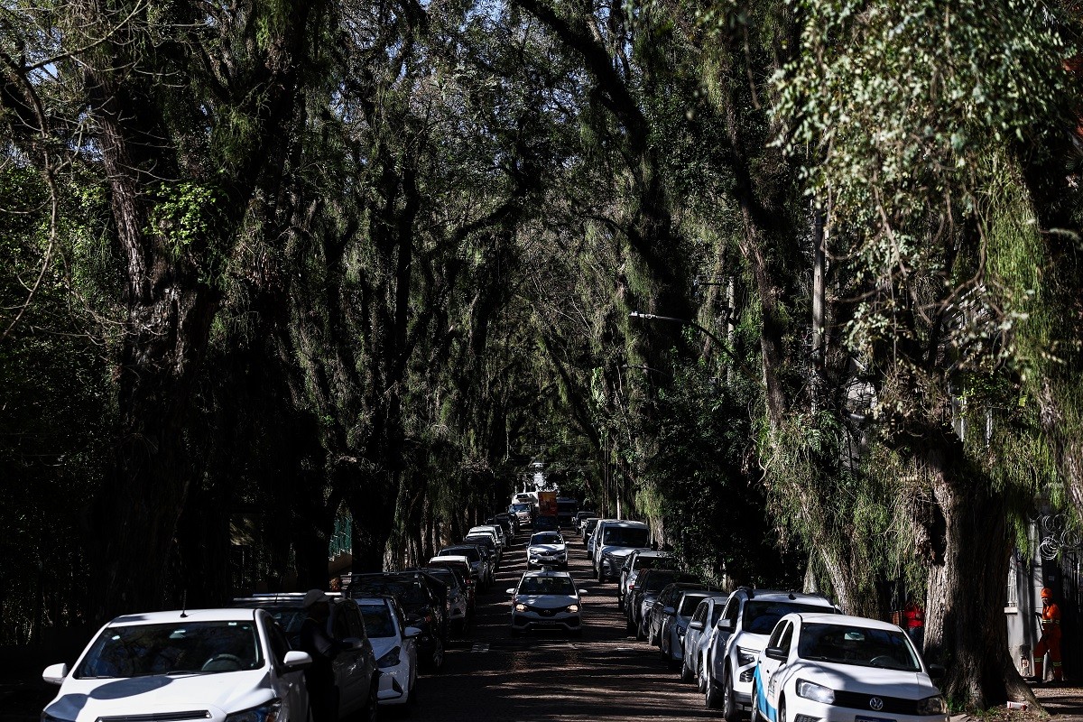 Porto Alegre tem 'rua mais bonita do mundo', com mais de 100 árvores formando túnel verde; saiba de onde vem a fama