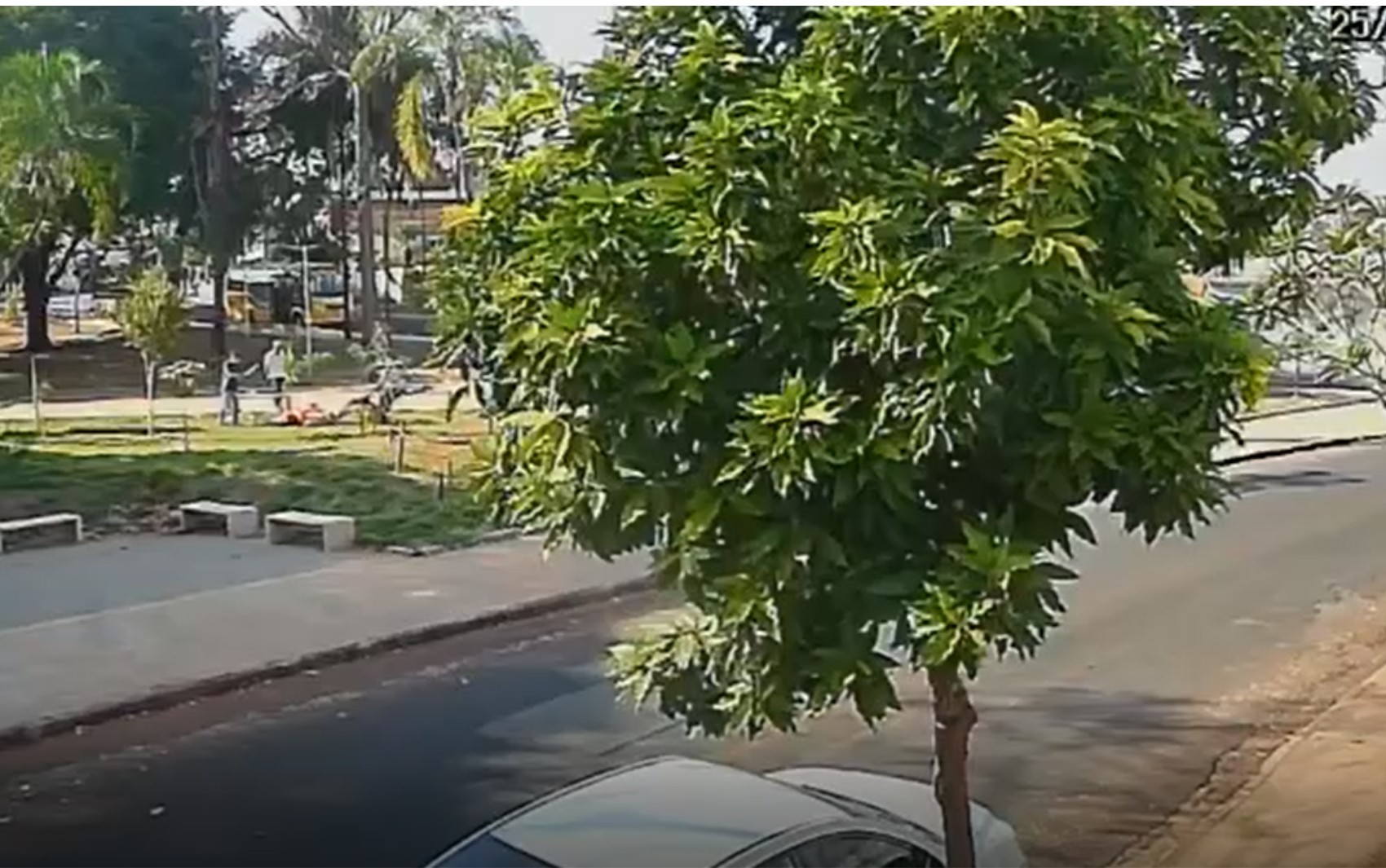 Pitbull ataca mulher e cachorra em praça em Ribeirão Preto, SP; VÍDEO