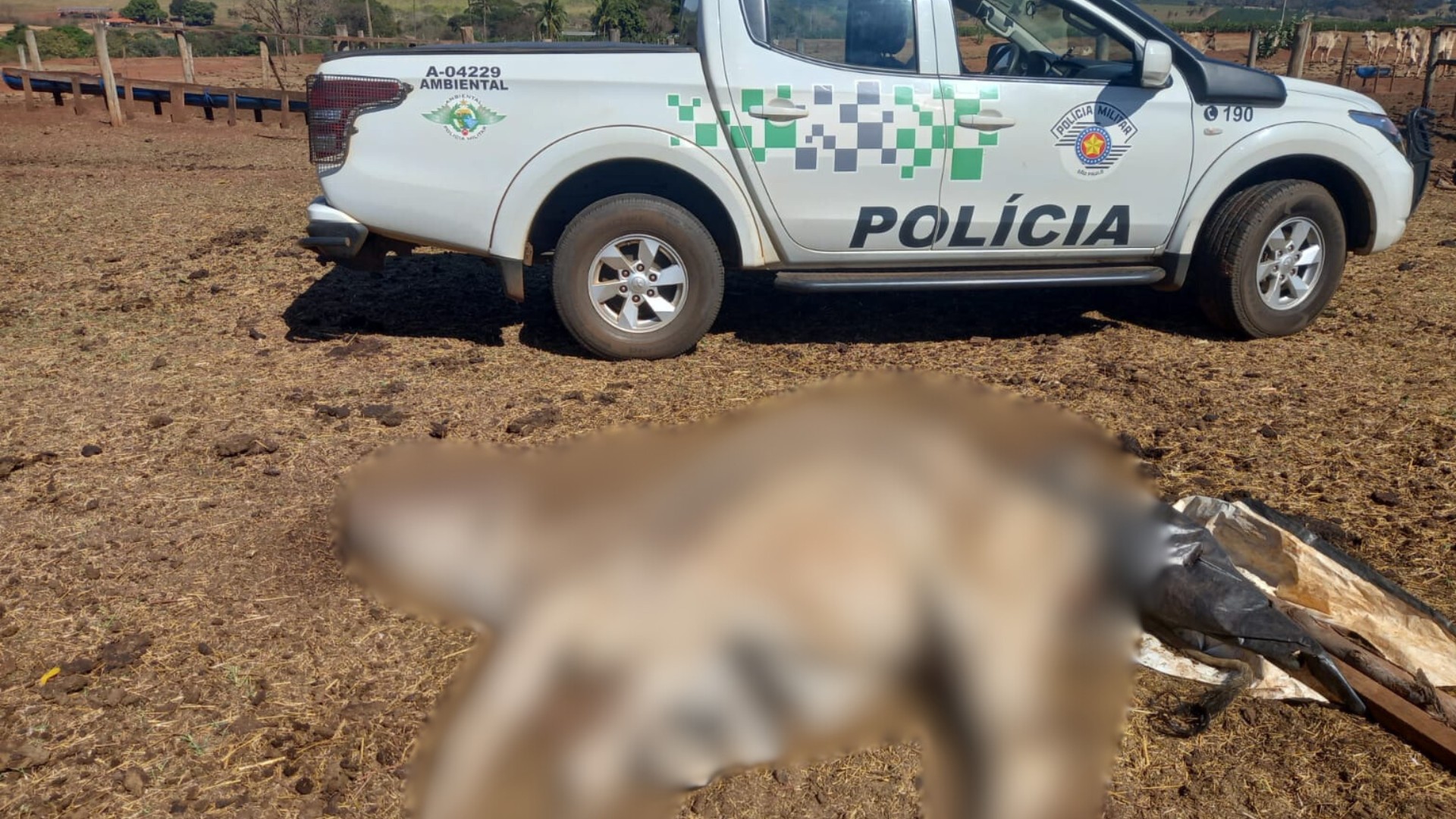 Homem é multado em R$ 75 mil após morte de boi encontrado sem alimento e sem água em propriedade rural 