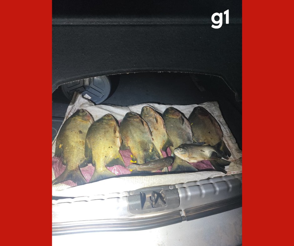 Dois homens são presos suspeitos de invadir comércio e furtar peixes em Jaciara (MT)