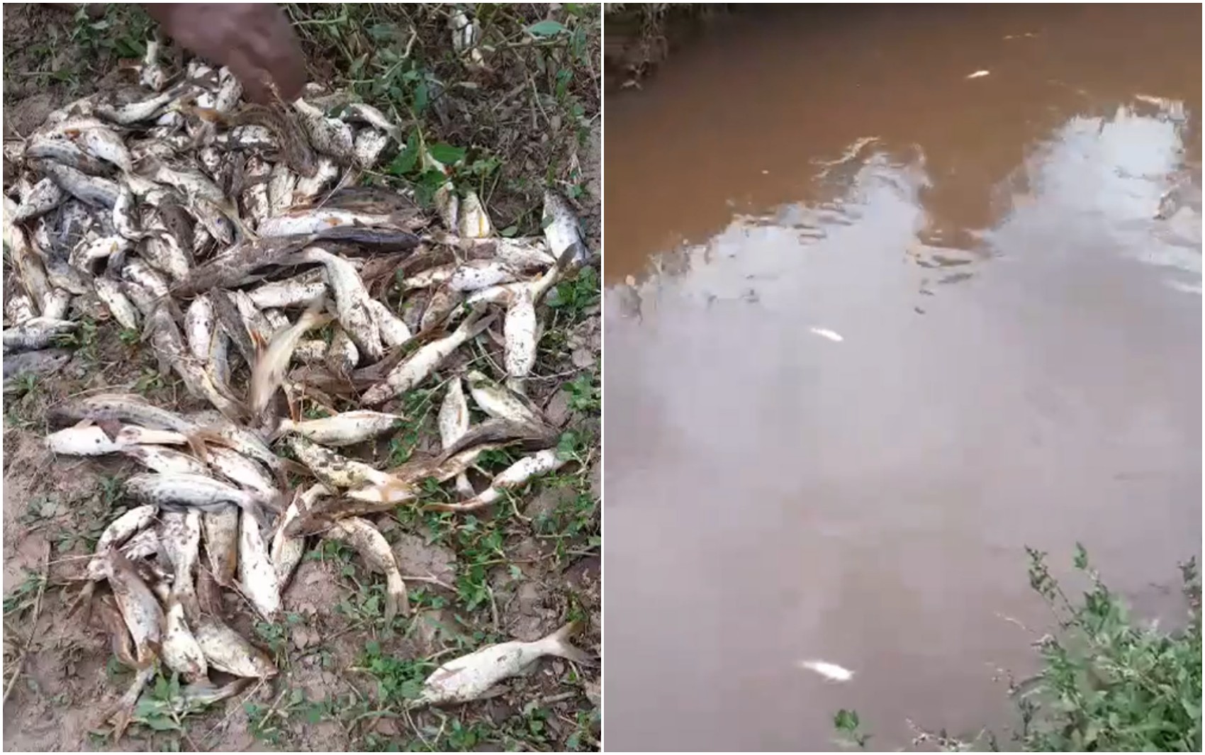 Peixes são encontrados mortos em ribeirão, em Maria da Fé; autoridades apuram