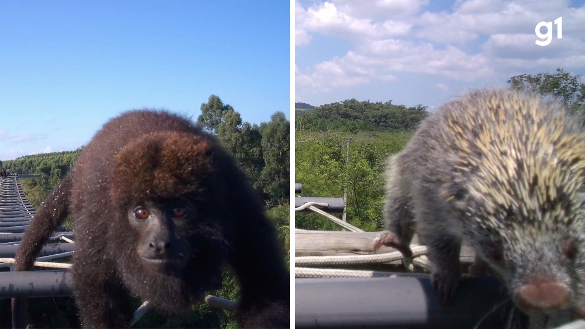 VÍDEOS: animais utilizam passarela aérea para atravessar rodovia no RS; saiba como funciona monitoramento