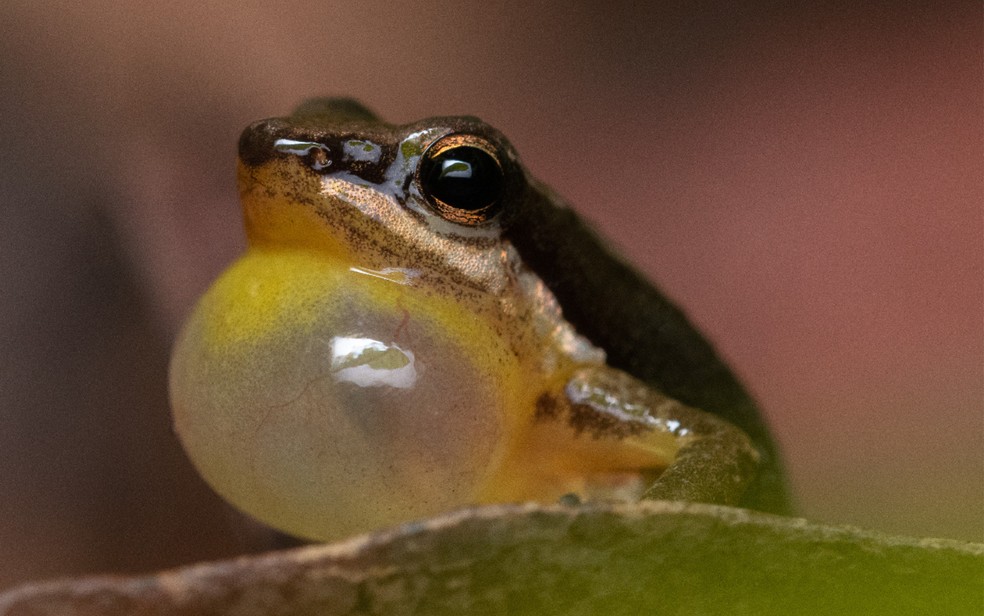 Sapo-foguetinho, encontrado na regio da Chapada dos Veadeiros por pesquisadores, em Gois  Foto: Pedro Peloso/Instituto Boitata