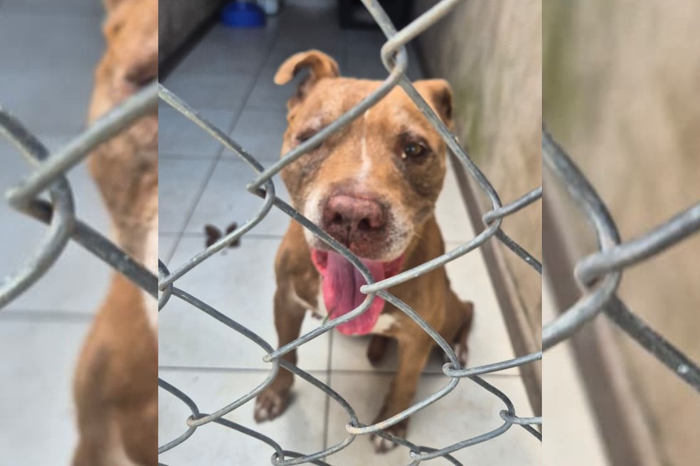 Pitbull é resgatado pela polícia após ser encontrado solto há três dias no centro de Pirapozinho (SP) — Foto: Reprodução/Polícia Civil
