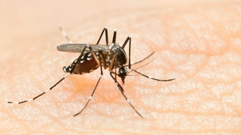 Número de casos de dengue no Vale do Paraíba e região em 2024 já é 15 vezes maior que o registrado no início do ano passado