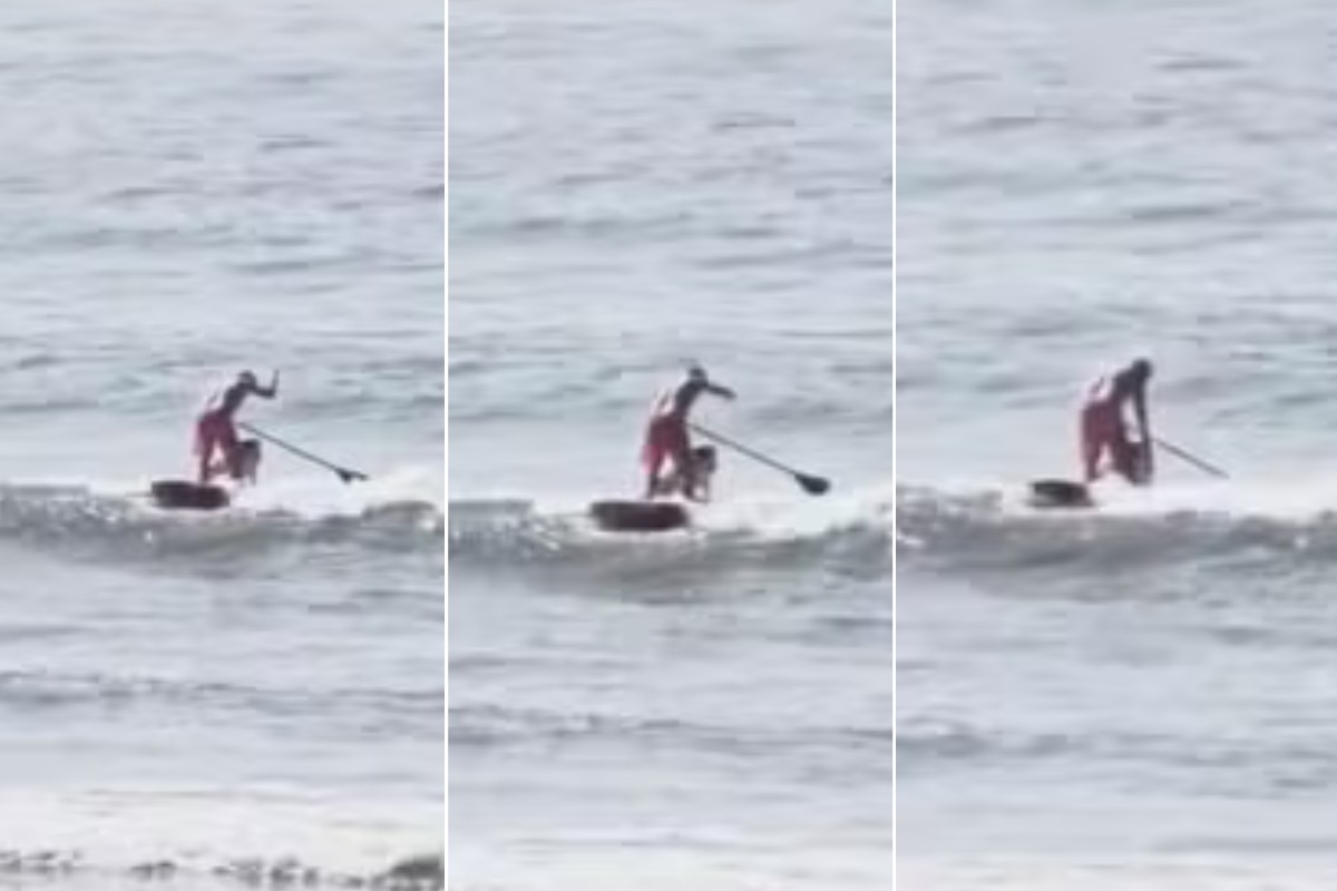 Surfista é filmado agredindo cachorro em prancha no mar de São Vicente; VÍDEO