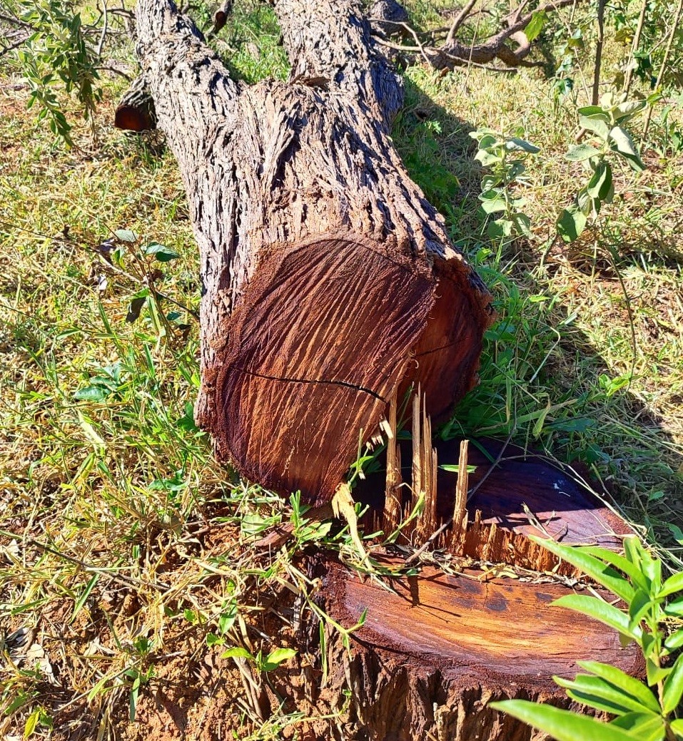 Sitiante recebe multas de R$ 21,3 mil por cortar e anelar 71 árvores nativas, em Rancharia