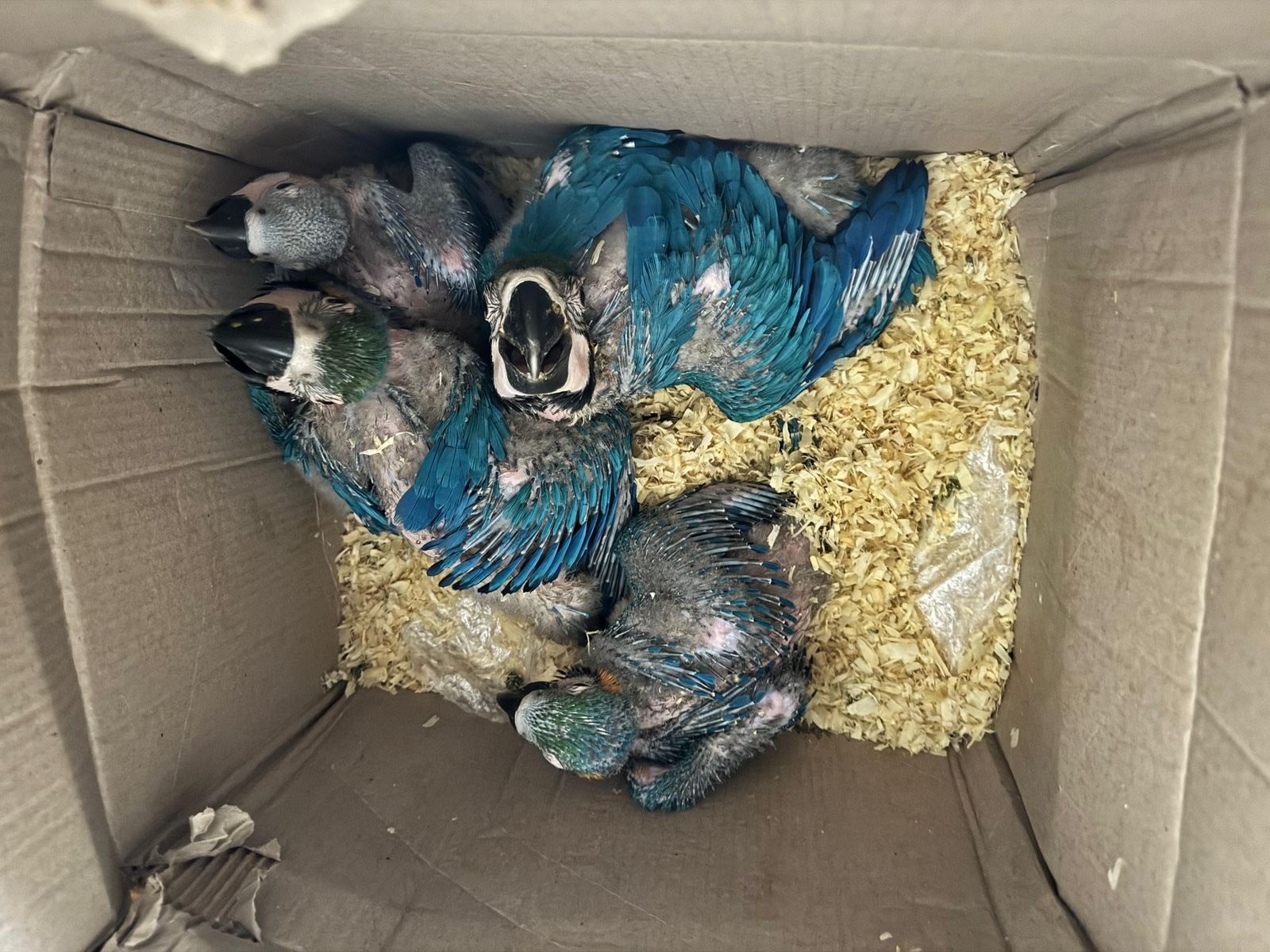 Filhotes de papagaios e araras são encontrados escondidos em guarda-roupa e cama em Araçoiaba da Serra
