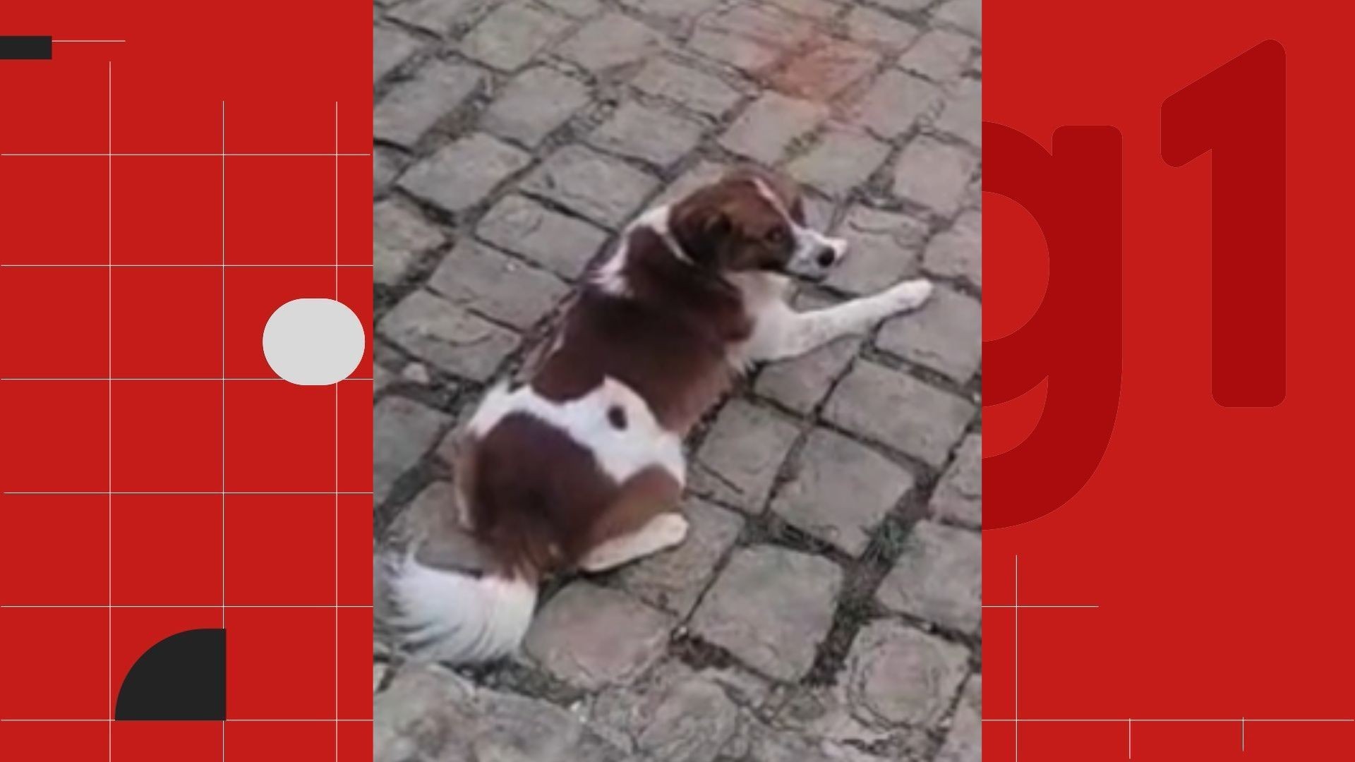 Cachorro é morto com um tiro após seguir motociclista em Cachoeiro de Itapemirim