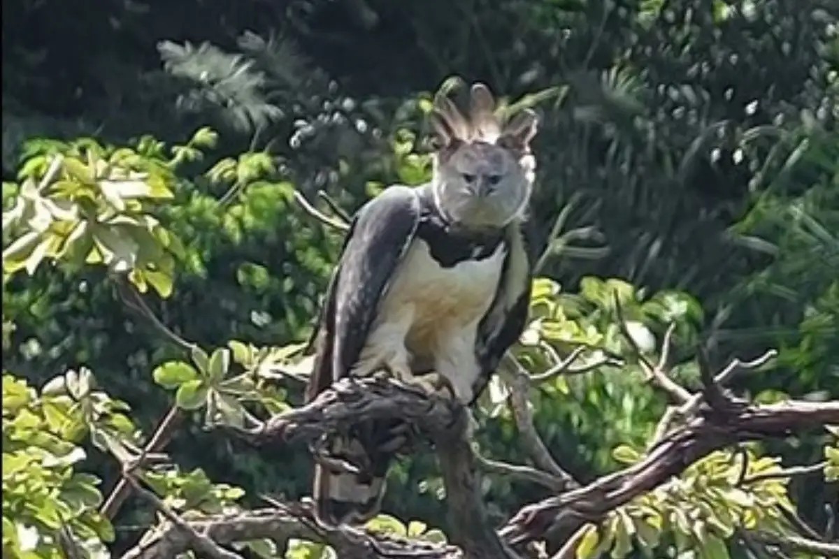 Fotógrafo vive momento mágico ao filmar a maior águia do planeta quase extinta no Pantanal
