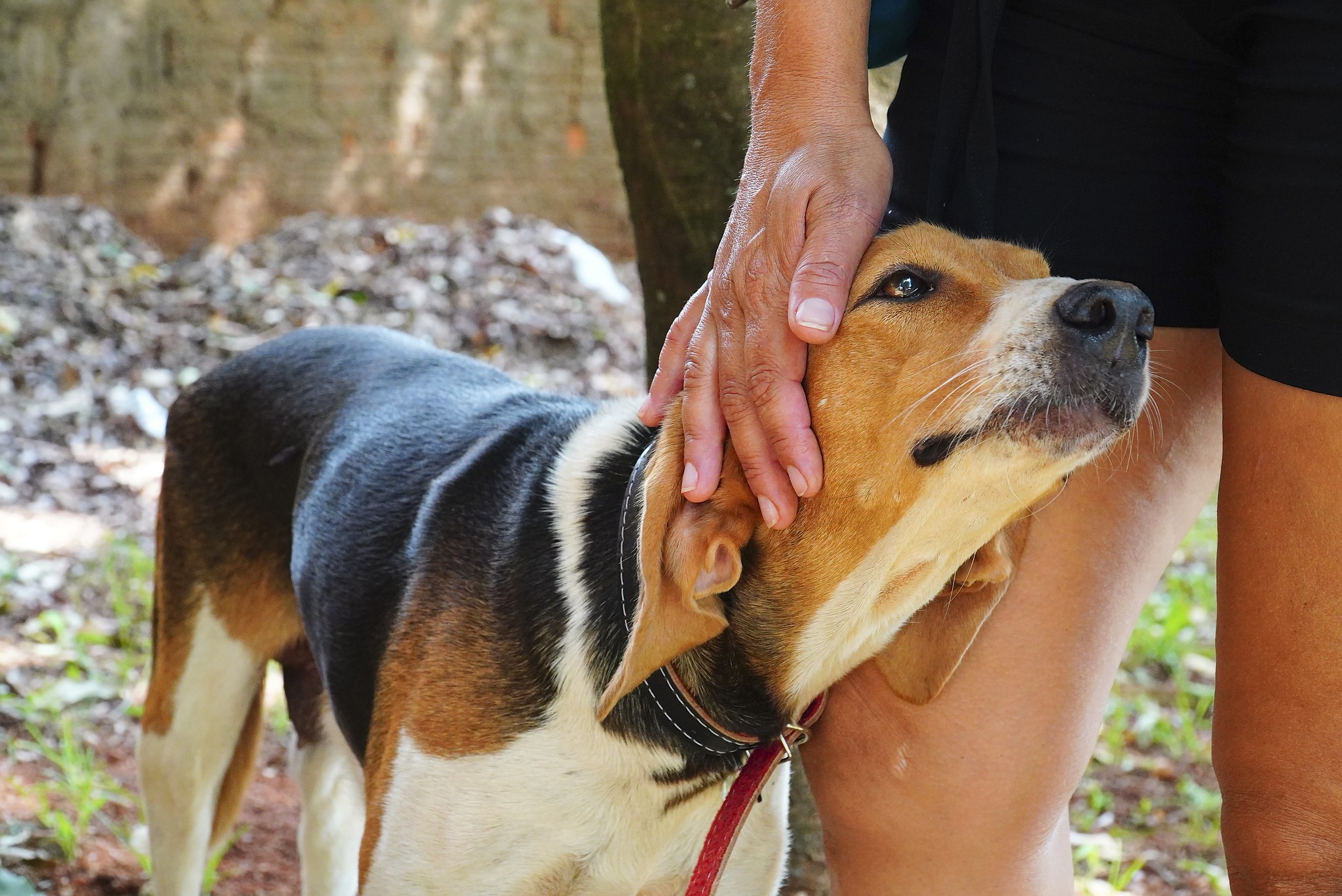 Cães à procura de um lar estarão disponíveis em feira de adoção em Lagoa da Prata