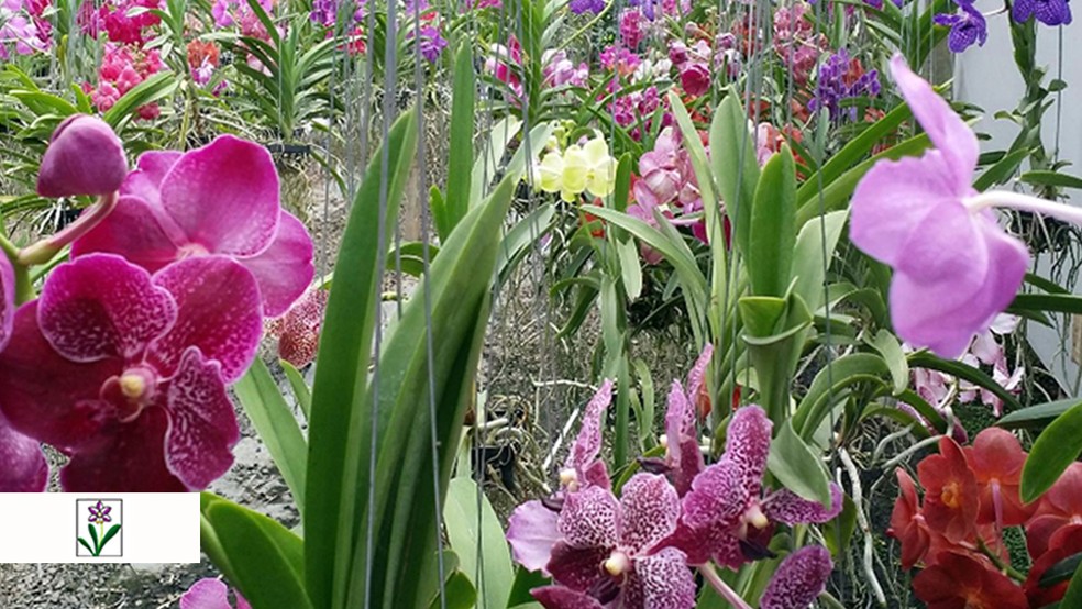 Orquidário de Santos promove oficina e exposição de roupas de boneca no  sábado