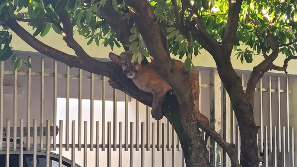 On&ccedil;a-parda &eacute; encontrada 'descansando' em cima do tronco de &aacute;rvore em Birigui (SP) &mdash; Foto: Arquivo pessoal