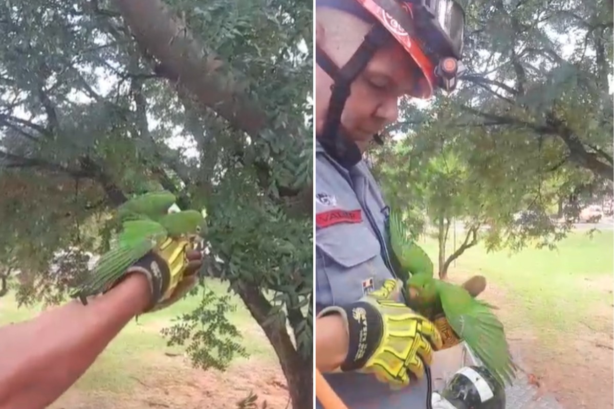 VÍDEO: ave 'abraça' bombeiro após ser retirada de fios de pipa no interior de SP: ‘Voltou até mim’, diz cabo
