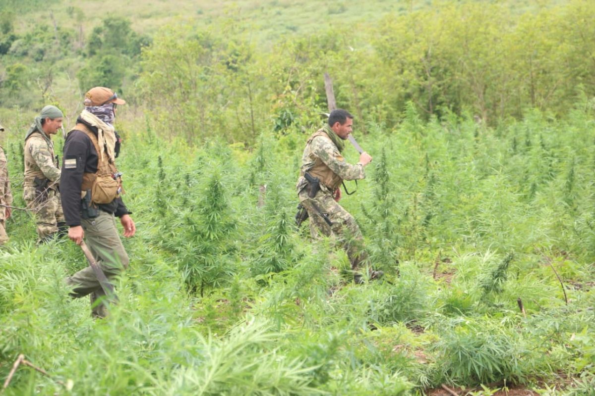 Operação conjunta entre Brasil e Paraguai destrói 39 toneladas de maconha na fronteira