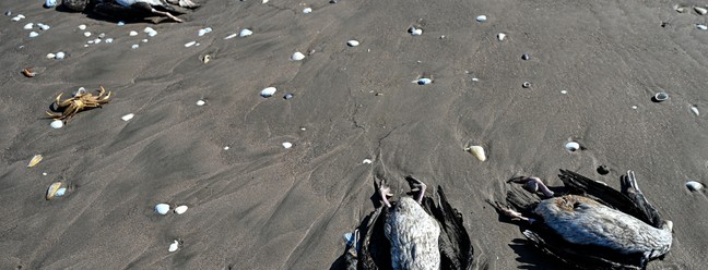 Biguás mortos no litoral do Chile — Foto: Martin Bernet/AFP