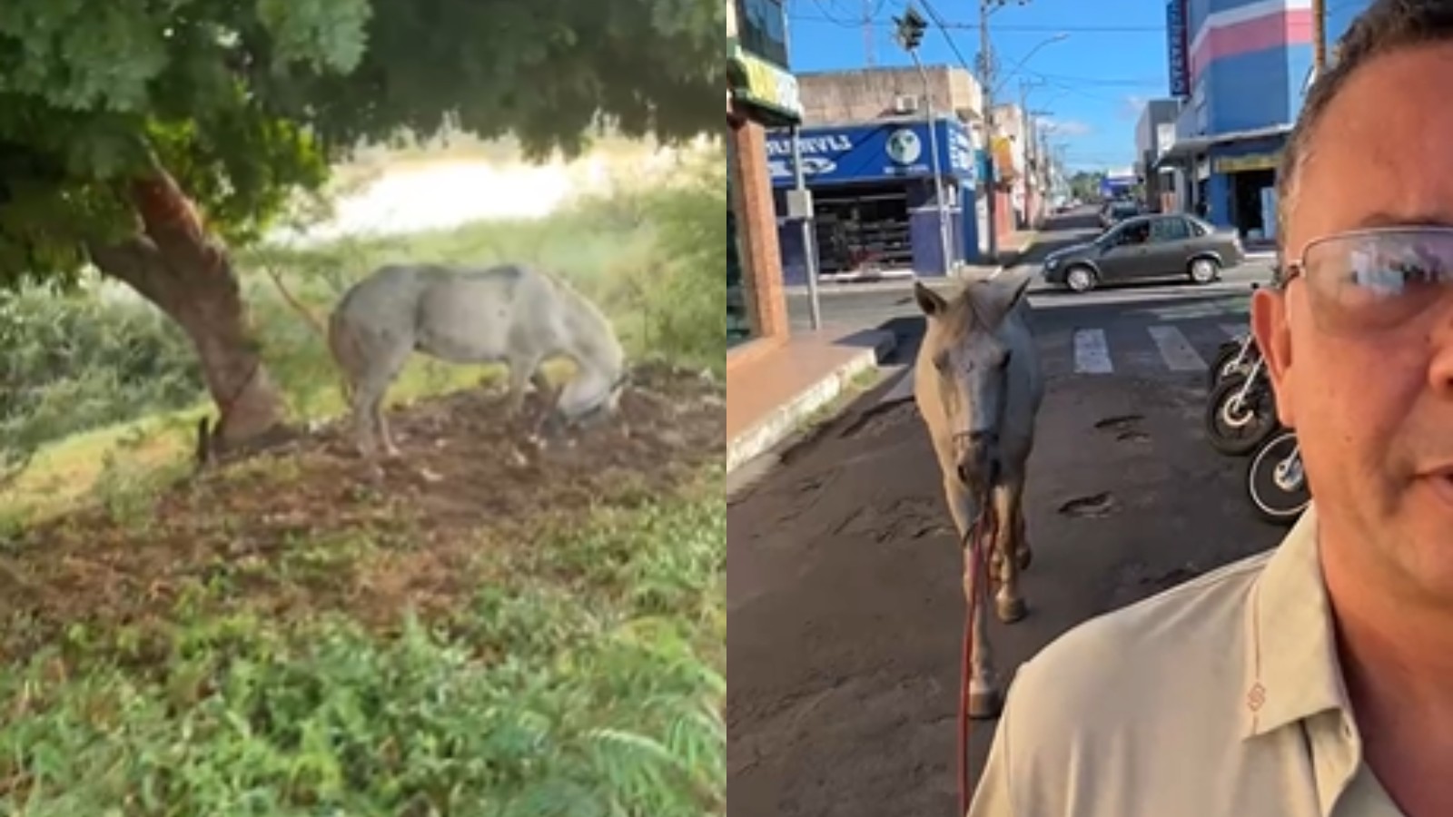 VÍDEO: Empresário salva cavalo de ataque de marimbondos ao ver animal preso em árvore no Piauí