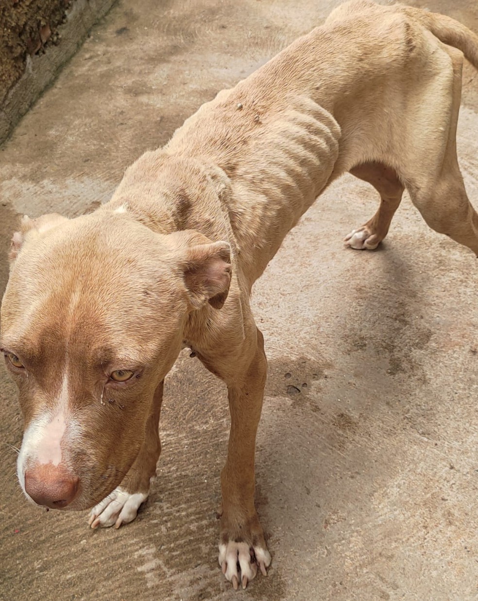 Cachorros vítimas de maus-tratos foram apreendidos em Martinópolis (SP) — Foto: Polícia Militar Ambiental