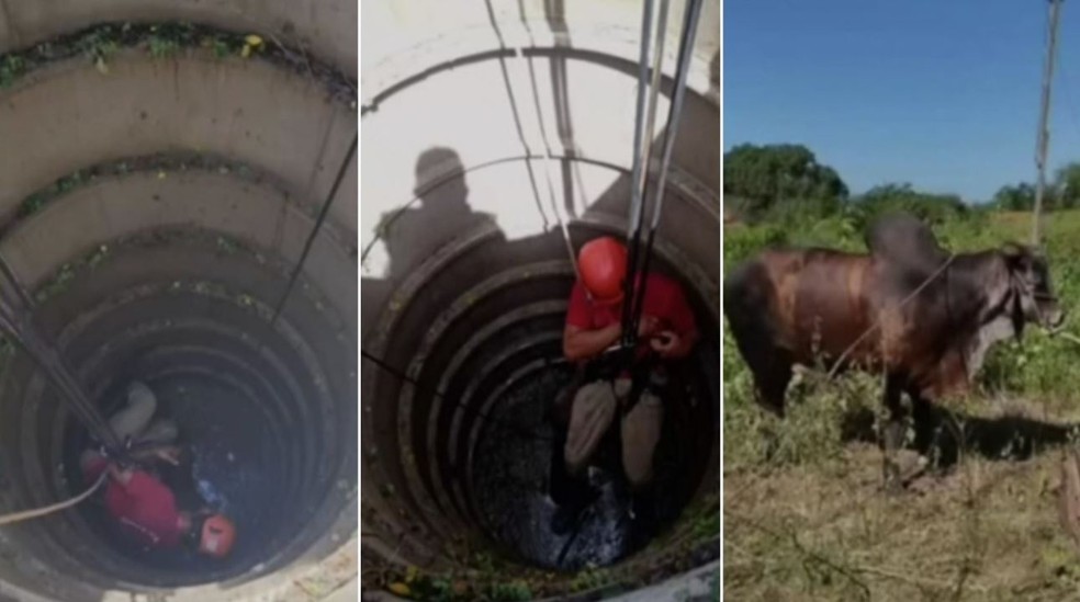 Apesar de utilizarem uma retroescavadeira o animal não sofreu ferimentos. — Foto: Reprodução/TV Verdes Mares