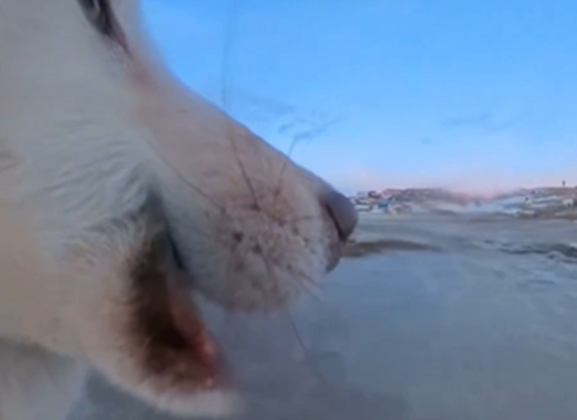  
É #FATO: Cachorro rouba câmera na Groenlândia, grava vídeo de 'aumigos' e esconde prova do crime; assista