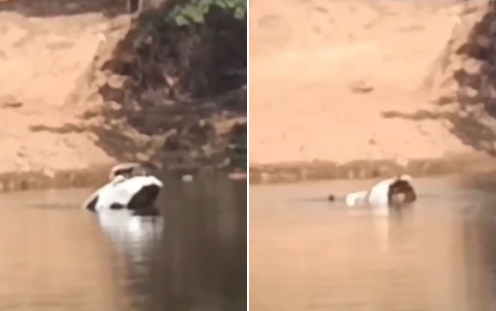 Amiga de turista que morreu após carro cair de balsa escapou pelo porta-malas; vídeo