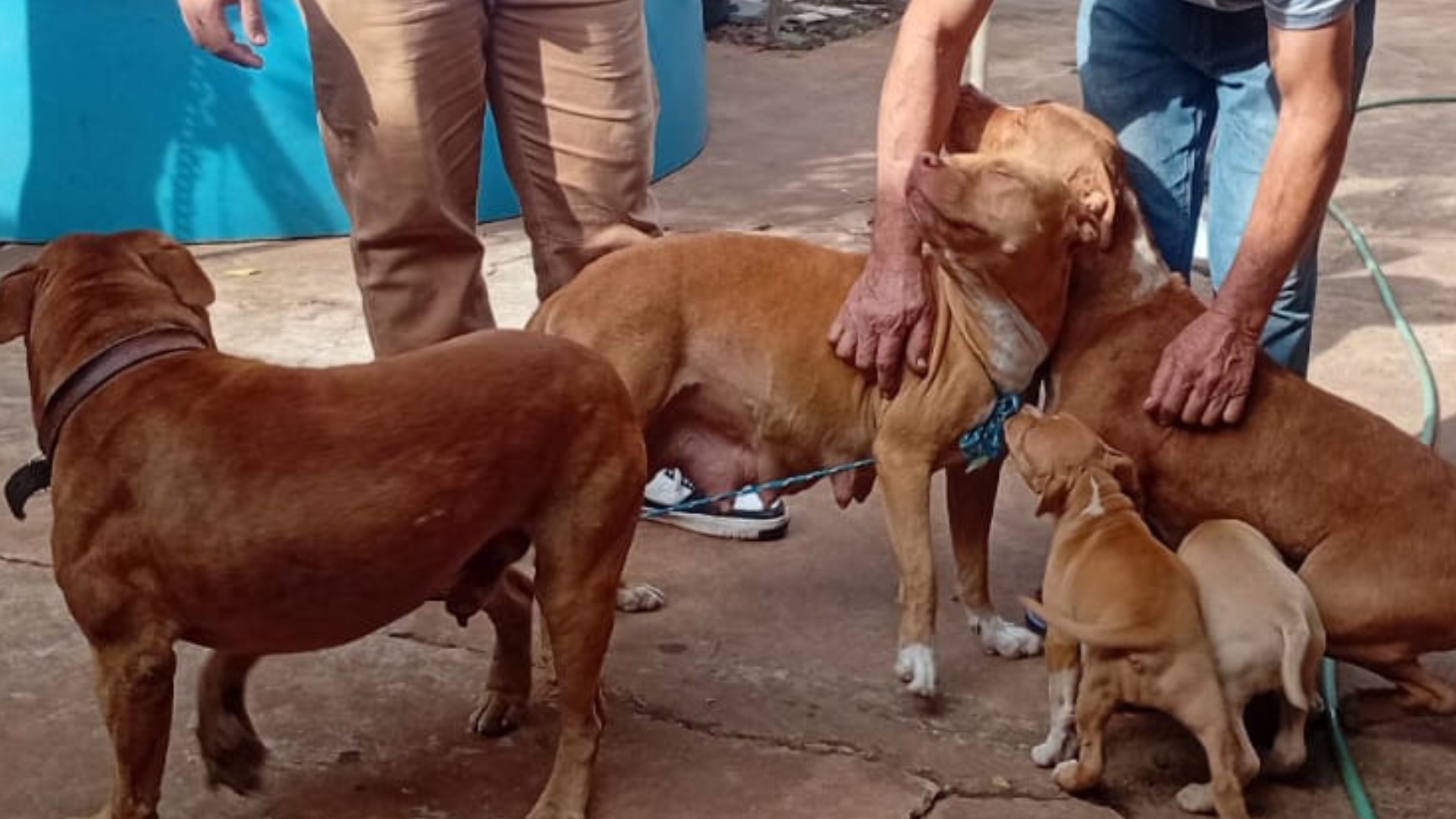 Jovem é atacado por três pitbulls e tem orelha dilacerada em Campo Grande