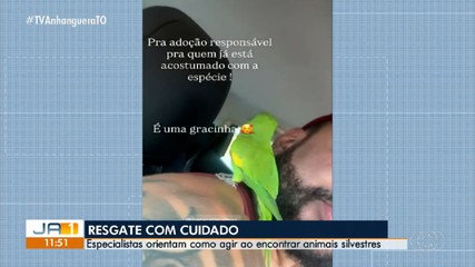 Resgate de aves silvestres envolve riscos, e o manejo sem autorização é crime