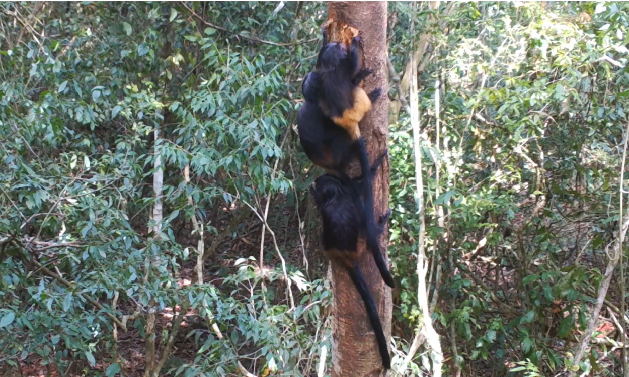 Câmeras registram 'vida secreta' de micos-leões-pretos no alto da Mata Atlântica