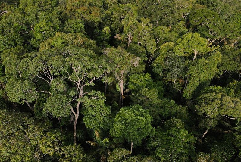 Dia do Meio Ambiente: relatório alerta para secas extremas e garimpo ilegal como ameaças no Amazonas