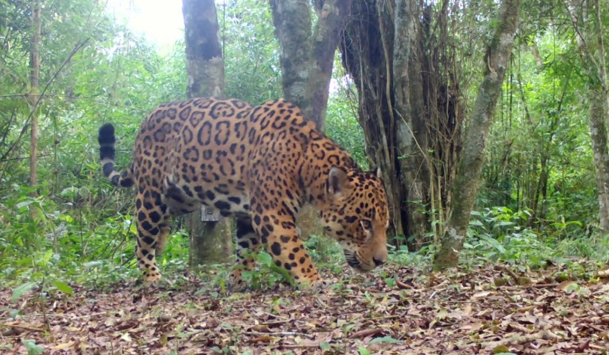 'Extinção silenciosa' de presas pode levar onça-pintada a desaparecer da Mata Atlântica, aponta estudo