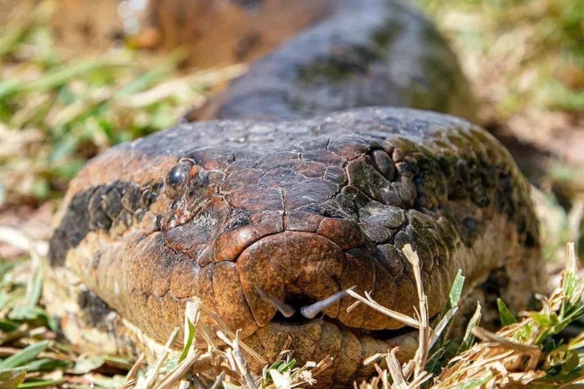 Mordida de sucuri: entenda como os 100 dentes de anzol da cobra gigante levam a infecções graves