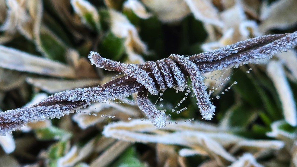 Geada no Vale do Caminhos da Neve, em So Joaquim, na Serra de SC — Foto: Mycchel LegnaghiSo Joaquim OnlineDivulgao