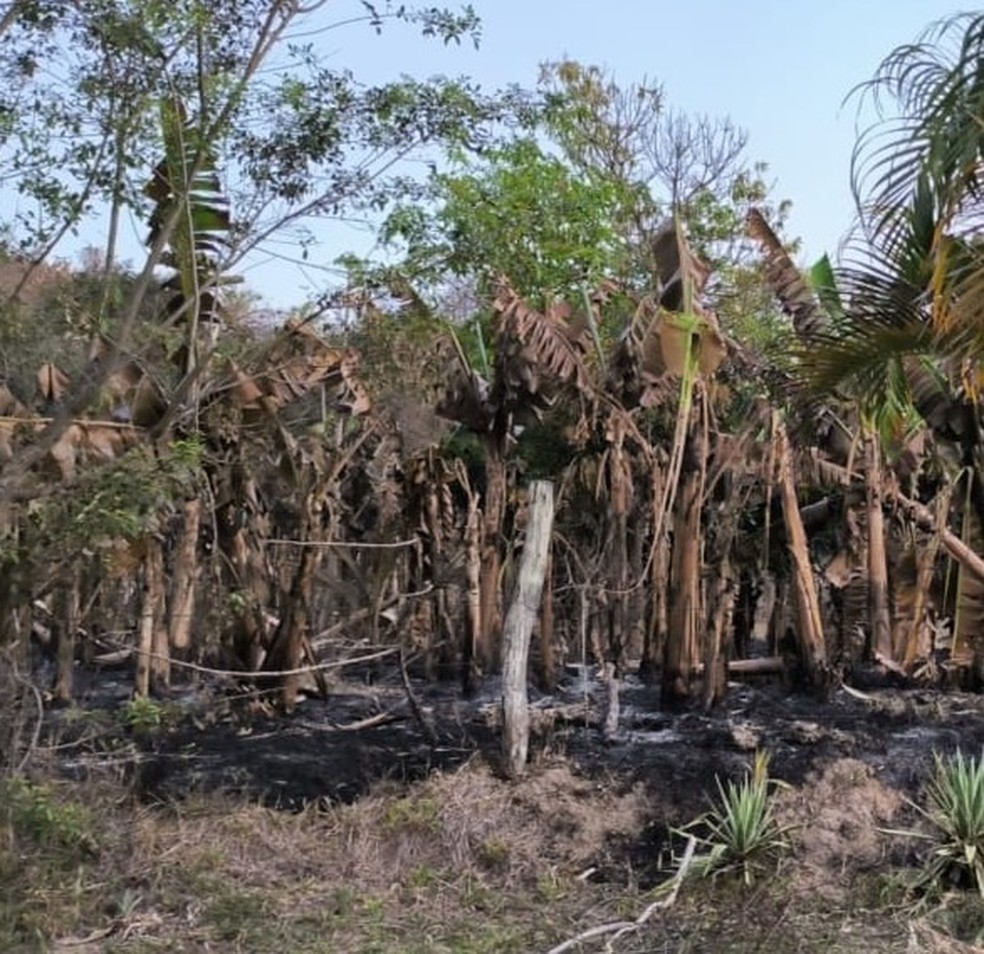 Área queimada em Carangola — Foto: PMMA/Divulgação