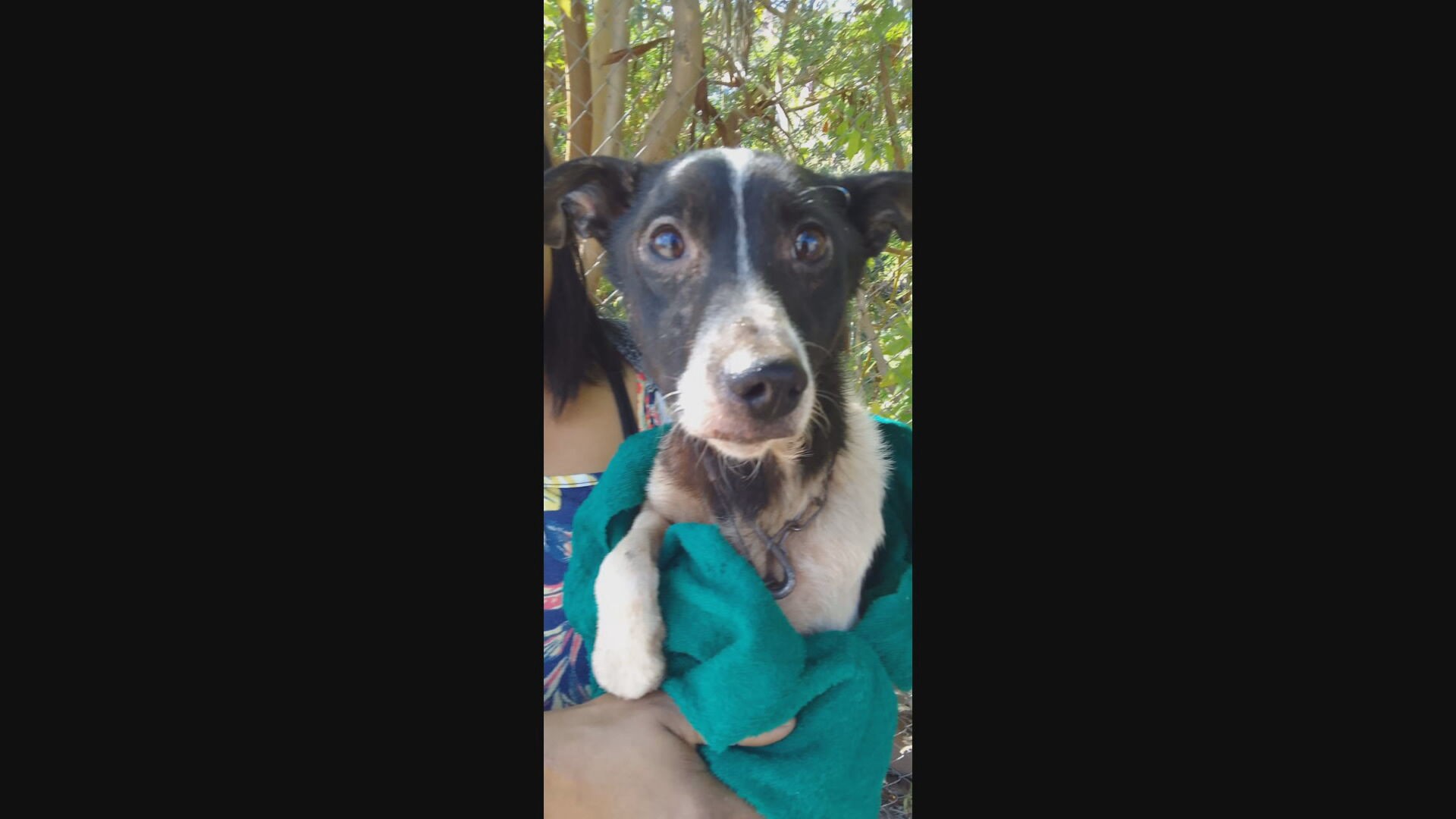 Cão é salvo após três dias caído em barranco de 10 metros em córrego