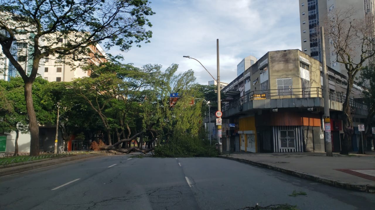 Árvore cai na Savassi e ocupa três pistas da Avenida Cristóvão Colombo | G1