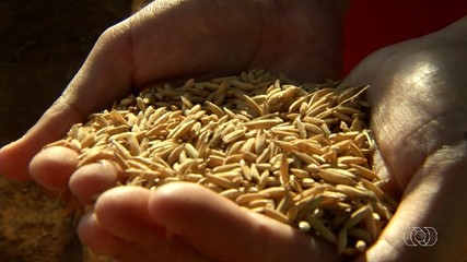Tocantins está entre os estados com maior produção de arroz do país