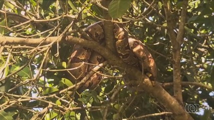 Presença de animais silvestres em áreas urbanas de Palmas tem se tornado mais comum