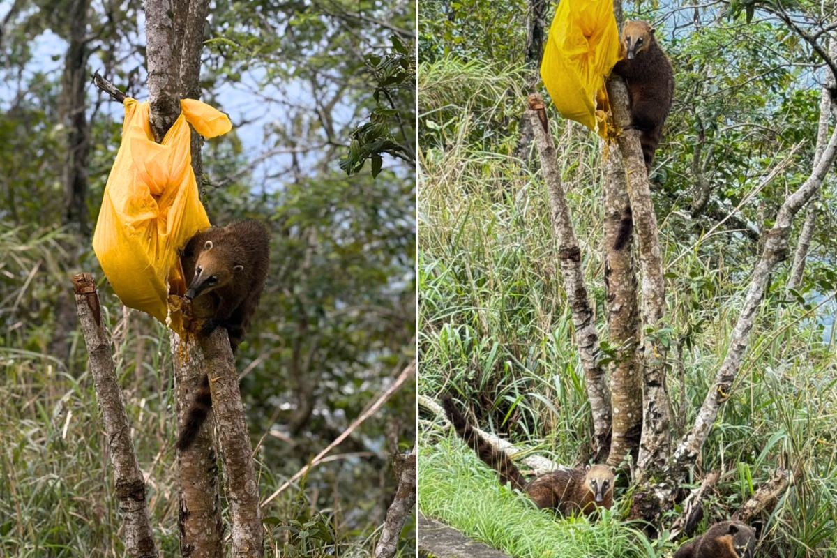 Bando de quatis é flagrado se alimentando em sacola deixada em árvore na Serra do Mar; VÍDEO