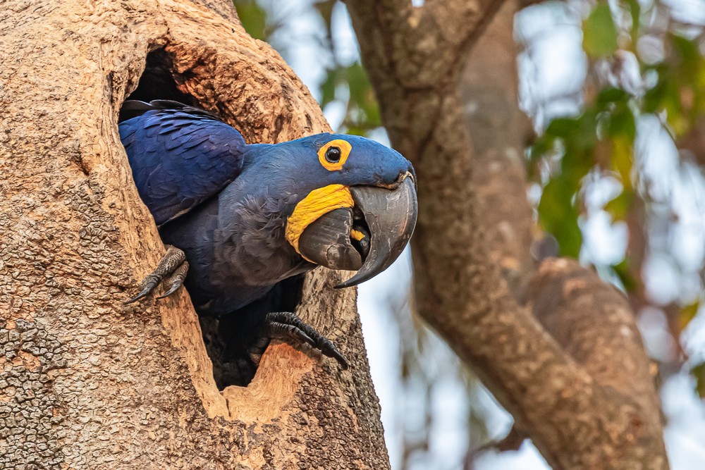 Araras-azuis ficam sem alimento após queimadas no Pantanal